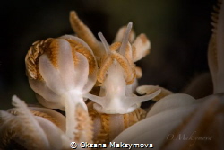 Nudibranch Phyllodesmium jakobsenae
Romblon, Philippines by Oksana Maksymova 